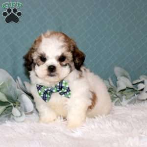 Reagan, Teddy Bear Puppy