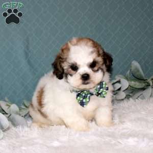 Reagan, Teddy Bear Puppy