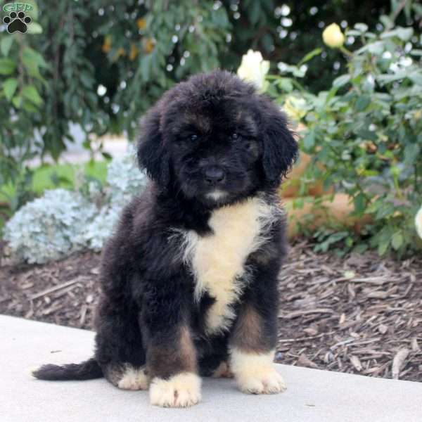 Reba, Bernedoodle Puppy