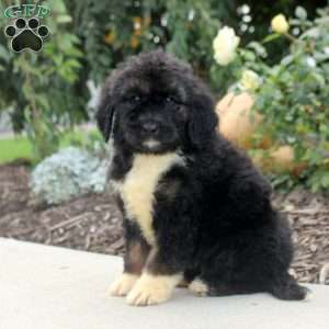 Reba, Bernedoodle Puppy