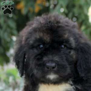 Reba, Bernedoodle Puppy