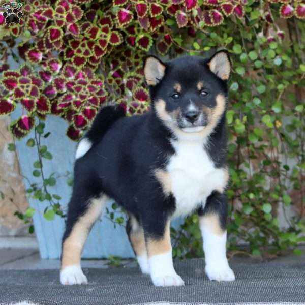 Reba, Shiba Inu Puppy