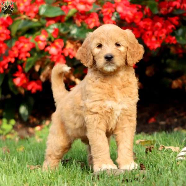 Reba, Goldendoodle Puppy