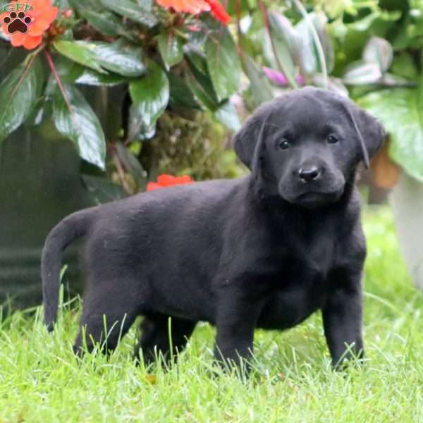 Reba, Black Labrador Retriever Puppy