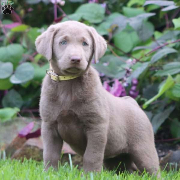 Reba, Silver Labrador Retriever Puppy