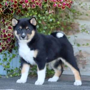Reba, Shiba Inu Puppy