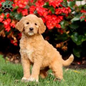 Reba, Goldendoodle Puppy