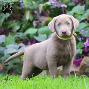 Reba, Silver Labrador Retriever Puppy