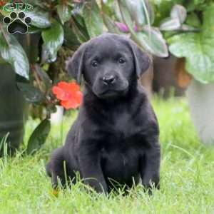Reba, Black Labrador Retriever Puppy
