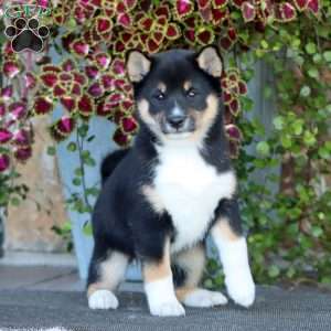 Reba, Shiba Inu Puppy