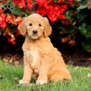 Reba, Goldendoodle Puppy