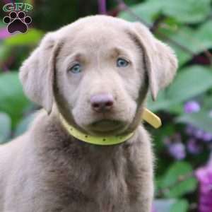 Reba, Silver Labrador Retriever Puppy