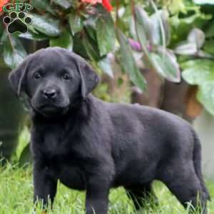 Reba, Black Labrador Retriever Puppy