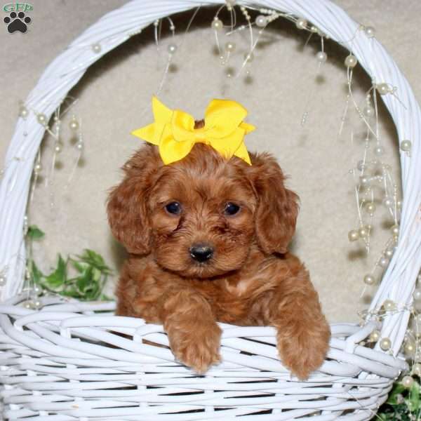 Rebecca, Cavapoo Puppy