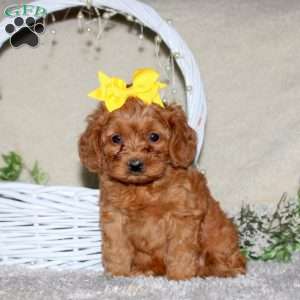 Rebecca, Cavapoo Puppy