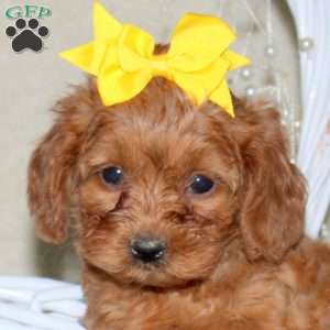 Rebecca, Cavapoo Puppy