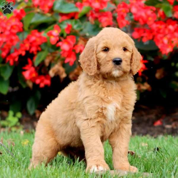 Reece, Goldendoodle Puppy