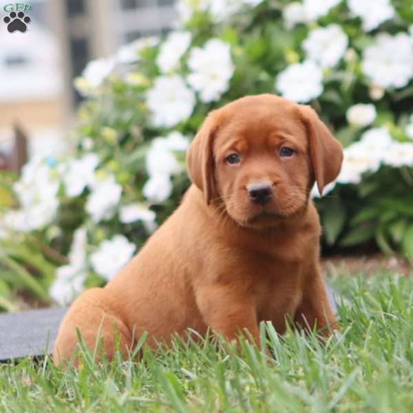 Reece, Fox Red Labrador Retriever Puppy
