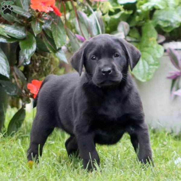Reece, Black Labrador Retriever Puppy