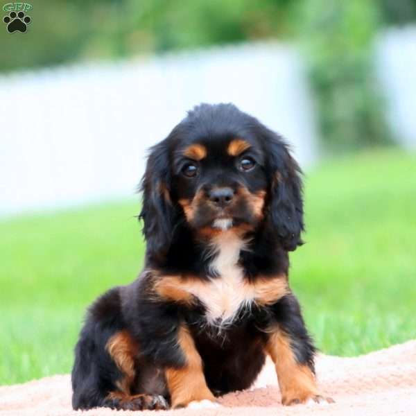 Reece, Cavalier King Charles Spaniel Puppy