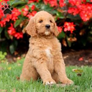 Reece, Goldendoodle Puppy