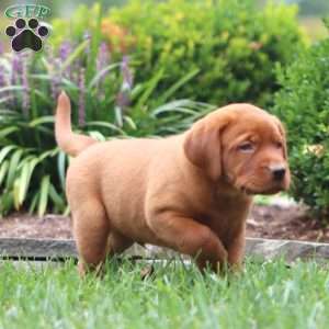 Reece, Fox Red Labrador Retriever Puppy