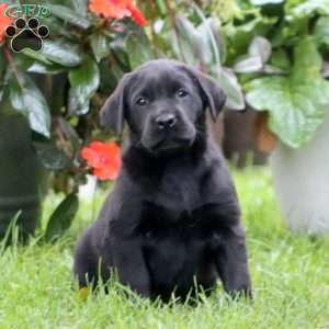 Reece, Black Labrador Retriever Puppy