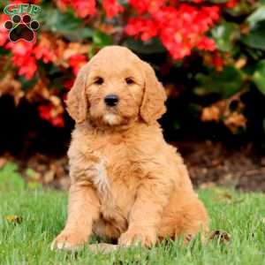 Reece, Goldendoodle Puppy