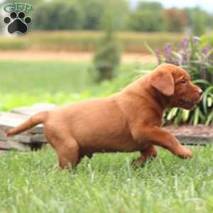 Reece, Fox Red Labrador Retriever Puppy