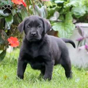 Reece, Black Labrador Retriever Puppy