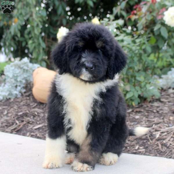 Reed, Bernedoodle Puppy