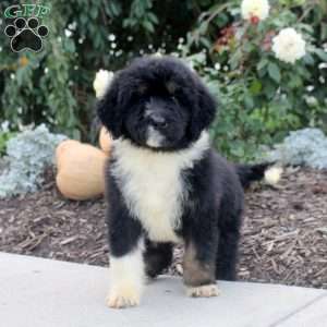 Reed, Bernedoodle Puppy
