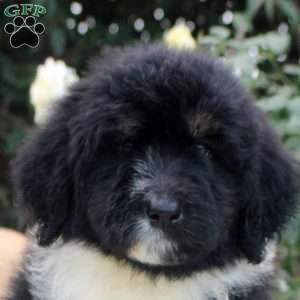 Reed, Bernedoodle Puppy