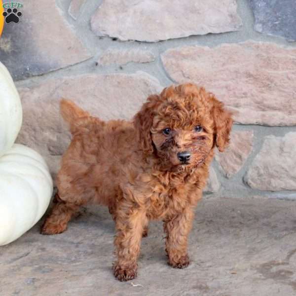 Remi, Miniature Poodle Puppy