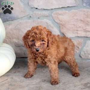 Remi, Miniature Poodle Puppy