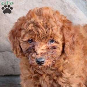 Remi, Miniature Poodle Puppy