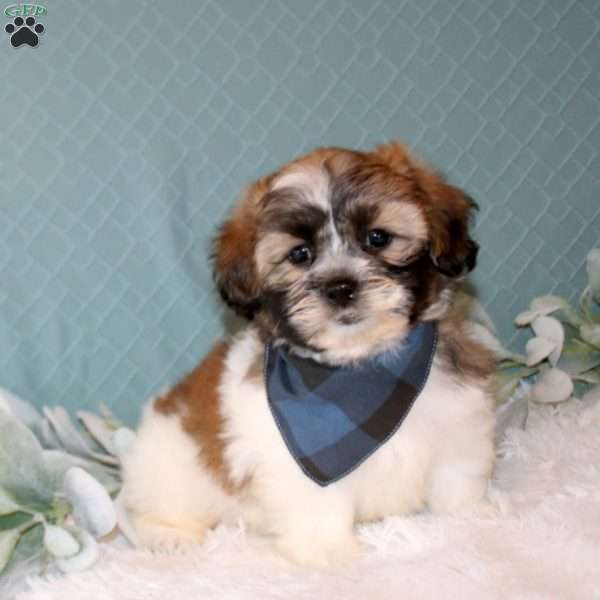 Rett, Teddy Bear Puppy