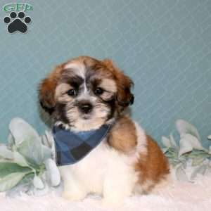 Rett, Teddy Bear Puppy