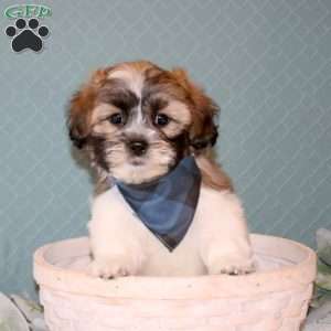 Rett, Teddy Bear Puppy