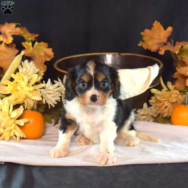 Rex, Cavalier King Charles Spaniel Puppy