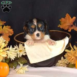 Rex, Cavalier King Charles Spaniel Puppy