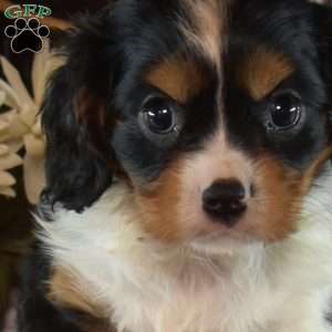 Rex, Cavalier King Charles Spaniel Puppy