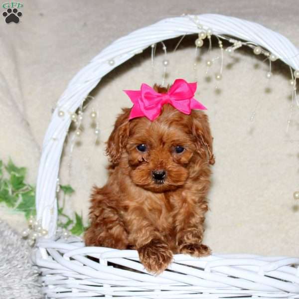 Rhonda, Cavapoo Puppy