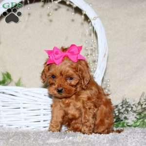 Rhonda, Cavapoo Puppy