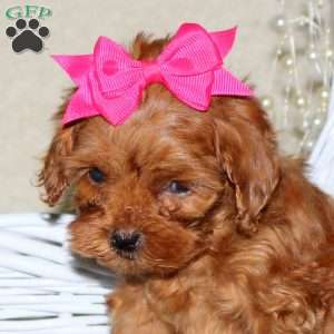 Rhonda, Cavapoo Puppy