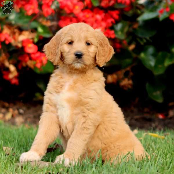 Rianna, Goldendoodle Puppy