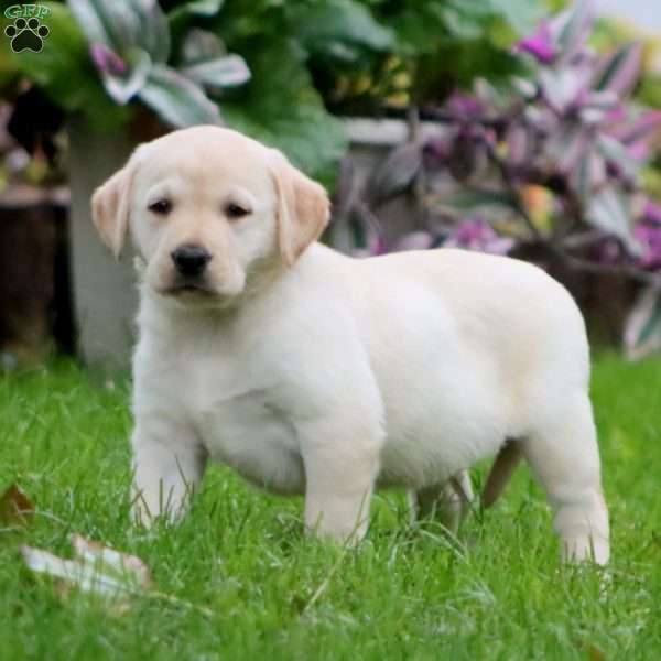 Rianna, Yellow Labrador Retriever Puppy