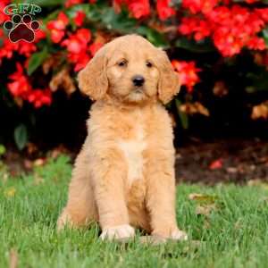 Rianna, Goldendoodle Puppy