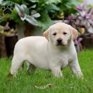 Rianna, Yellow Labrador Retriever Puppy