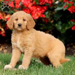 Rianna, Goldendoodle Puppy